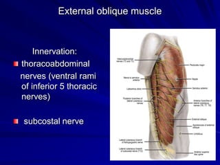 External oblique muscle
Innervation:
thoracoabdominal
nerves (ventral rami
of inferior 5 thoracic
nerves)
subcostal nerve
 