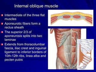 Internal oblique muscle
Intermediate of the three flat
muscles
Aponeurotic fibers form a
rectus sheath
The superior 2/3 of
aponeurosis splits into two
laminae
Extends from thoracolumbar
fascia, iliac crest and inguinal
ligament to inferior borders of
10th-12th ribs, linea alba and
pecten pubis
 