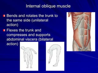 Internal oblique muscle
Bends and rotates the trunk to
the same side (unilateral
action)
Flexes the trunk and
compresses and supports
abdominal viscera (bilateral
action)
 