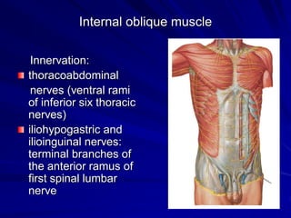 Internal oblique muscle
Innervation:
thoracoabdominal
nerves (ventral rami
of inferior six thoracic
nerves)
iliohypogastric and
ilioinguinal nerves:
terminal branches of
the anterior ramus of
first spinal lumbar
nerve
 