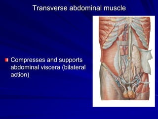 Transverse abdominal muscle
Compresses and supports
abdominal viscera (bilateral
action)
 