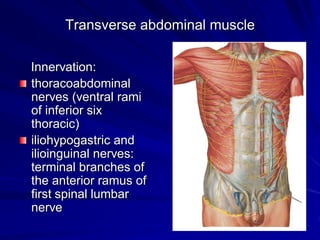 Transverse abdominal muscle
Innervation:
thoracoabdominal
nerves (ventral rami
of inferior six
thoracic)
iliohypogastric and
ilioinguinal nerves:
terminal branches of
the anterior ramus of
first spinal lumbar
nerve
 