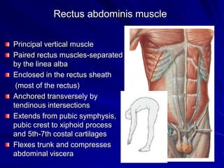 Rectus abdominis muscle
Principal vertical muscle
Paired rectus muscles-separated
by the linea alba
Enclosed in the rectus sheath
(most of the rectus)
Anchored transversely by
tendinous intersections
Extends from pubic symphysis,
pubic crest to xiphoid process
and 5th-7th costal cartilages
Flexes trunk and compresses
abdominal viscera
 