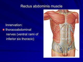 Rectus abdominis muscle
Innervation:
thoracoabdominal
nerves (ventral rami of
inferior six thoracic)
 