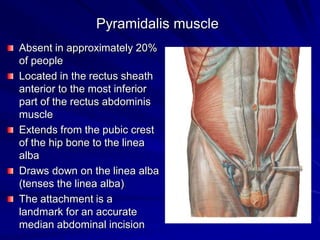 Pyramidalis muscle
Absent in approximately 20%
of people
Located in the rectus sheath
anterior to the most inferior
part of the rectus abdominis
muscle
Extends from the pubic crest
of the hip bone to the linea
alba
Draws down on the linea alba
(tenses the linea alba)
The attachment is a
landmark for an accurate
median abdominal incision
 