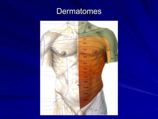 Dermatomes
 
