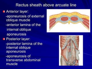 Rectus sheath above arcuate line
Anterior layer:
-aponeurosis of external
oblique muscle
-anterior lamina of the
internal oblique
aponeurosis
Posterior layer:
-posterior lamina of the
internal oblique
aponeurosis
-aponeurosis of
transverse abdominal
muscle
 