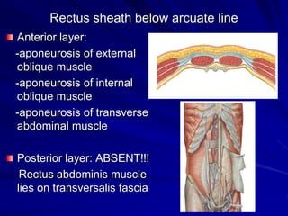 Rectus sheath below arcuate line
Anterior layer:
-aponeurosis of external
oblique muscle
-aponeurosis of internal
oblique muscle
-aponeurosis of transverse
abdominal muscle
Posterior layer: ABSENT!!!
Rectus abdominis muscle
lies on transversalis fascia
 