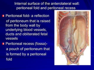 peritoneal fold and peritoneal recess
Peritoneal fold- a reflection
of peritoneum that is raised
from the body wall by
underlying blood vessels,
ducts and obliterated fetal
vessels
Peritoneal recess (fossa)-
a pouch of peritoneum that
is formed by a peritoneal
fold
Internal surface of the anterolateral wall:
 