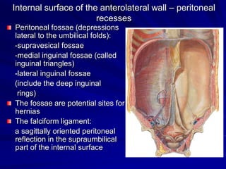 Internal surface of the anterolateral wall – peritoneal
recesses
Peritoneal fossae (depressions
lateral to the umbilical folds):
-supravesical fossae
-medial inguinal fossae (called
inguinal triangles)
-lateral inguinal fossae
(include the deep inguinal
rings)
The fossae are potential sites for
hernias
The falciform ligament:
a sagittally oriented peritoneal
reflection in the supraumbilical
part of the internal surface
 