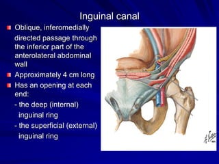 Inguinal canal
Oblique, inferomedially
directed passage through
the inferior part of the
anterolateral abdominal
wall
Approximately 4 cm long
Has an opening at each
end:
- the deep (internal)
inguinal ring
- the superficial (external)
inguinal ring
 