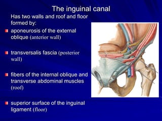 The inguinal canal
Has two walls and roof and floor
formed by:
aponeurosis of the external
oblique (anterior wall)
transversalis fascia (posterior
wall)
fibers of the internal oblique and
transverse abdominal muscles
(roof)
superior surface of the inguinal
ligament (floor)
 