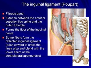 The inguinal ligament (Poupart)
Fibrous band
Extends between the anterior
superior iliac spine and the
pubic tubercle
Forms the floor of the inguinal
canal
Some fibers form the
reflected inguinal ligament
(pass upward to cross the
linea alba and blend with the
lower fibers of the
contralateral aponeurosis)
 