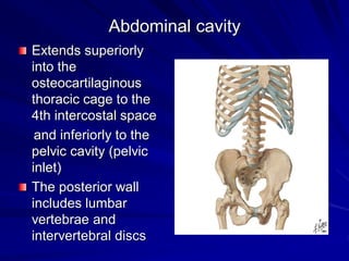 Abdominal cavity
Extends superiorly
into the
osteocartilaginous
thoracic cage to the
4th intercostal space
and inferiorly to the
pelvic cavity (pelvic
inlet)
The posterior wall
includes lumbar
vertebrae and
intervertebral discs
 