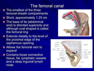 The femoral canal
The smallest of the three
femoral sheath compartments
Short, approximately 1.25 cm
The base of its (abdominal
end) is directed superiorly and
although oval shaped is called
the femoral ring
Extends distally to the level of
the proximal edge of the
saphenous opening
Allows the femoral vein to
expand
Contains loose connective
tissue, fat, lymphatic vessels
and a deep inguinal lymph
node
 