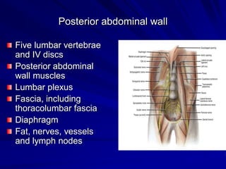 Posterior abdominal wall
Five lumbar vertebrae
and IV discs
Posterior abdominal
wall muscles
Lumbar plexus
Fascia, including
thoracolumbar fascia
Diaphragm
Fat, nerves, vessels
and lymph nodes
 