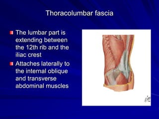 Thoracolumbar fascia
The lumbar part is
extending between
the 12th rib and the
iliac crest
Attaches laterally to
the internal oblique
and transverse
abdominal muscles
 