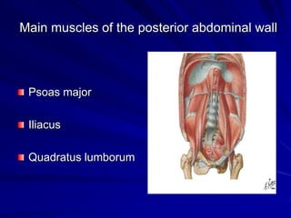 Main muscles of the posterior abdominal wall
Psoas major
Iliacus
Quadratus lumborum
 
