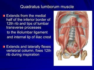 Quadratus lumborum muscle
Extends from the medial
half of the inferior border of
12th rib and tips of lumbar
transverse processes
to the iliolumbar ligament
and internal lip of iliac crest
Extends and laterally flexes
vertebral column, fixes 12th
rib during inspiration
 