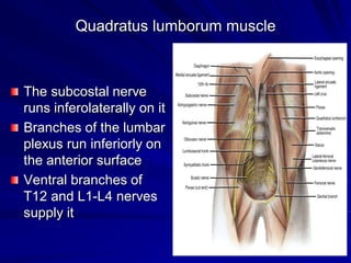 Quadratus lumborum muscle
The subcostal nerve
runs inferolaterally on it
Branches of the lumbar
plexus run inferiorly on
the anterior surface
Ventral branches of
T12 and L1-L4 nerves
supply it
 