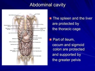 Abdominal cavity
The spleen and the liver
are protected by
the thoracic cage
Part of ileum,
cecum and sigmoid
colon are protected
and supported by
the greater pelvis
 