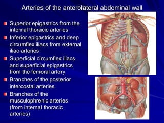 Arteries of the anterolateral abdominal wall
Superior epigastrics from the
internal thoracic arteries
Inferior epigastrics and deep
circumflex iliacs from external
iliac arteries
Superficial circumflex iliacs
and superficial epigastrics
from the femoral artery
Branches of the posterior
intercostal arteries
Branches of the
musculophrenic arteries
(from internal thoracic
arteries)
 