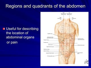 Regions and quadrants of the abdomen
Useful for describing
the location of
abdominal organs
or pain
 