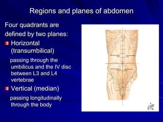 Regions and planes of abdomen
Four quadrants are
defined by two planes:
Horizontal
(transumbilical)
passing through the
umbilicus and the IV disc
between L3 and L4
vertebrae
Vertical (median)
passing longitudinally
through the body
 