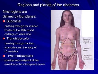 Regions and planes of the abdomen
Nine regions are
defined by four planes:
Subcostal
passing through the inferior
border of the 10th costal
cartilage on each side
Transtubercular
passing through the iliac
tubercules and the body of
L5 vertebra
Two midclavicular
passing from midpoint of the
clavicles to the midinguinal points
 