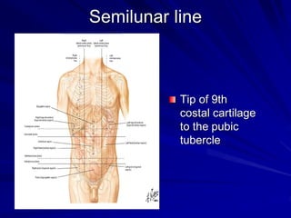 Semilunar line
Tip of 9th
costal cartilage
to the pubic
tubercle
 