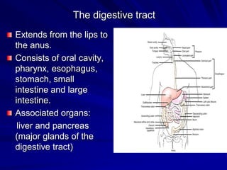 The digestive tract
Extends from the lips to
the anus.
Consists of oral cavity,
pharynx, esophagus,
stomach, small
intestine and large
intestine.
Associated organs:
liver and pancreas
(major glands of the
digestive tract)
 