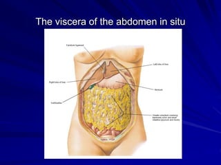 The viscera of the abdomen in situ
 
