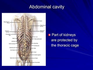 Abdominal cavity
Part of kidneys
are protected by
the thoracic cage
 