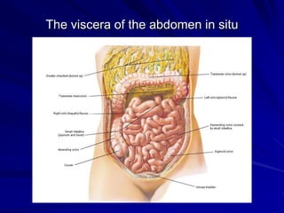 The viscera of the abdomen in situ
 
