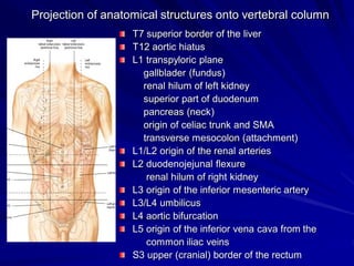 Projection of anatomical structures onto vertebral column
T7 superior border of the liver
T12 aortic hiatus
L1 transpyloric plane
gallblader (fundus)
renal hilum of left kidney
superior part of duodenum
pancreas (neck)
origin of celiac trunk and SMA
transverse mesocolon (attachment)
L1/L2 origin of the renal arteries
L2 duodenojejunal flexure
renal hilum of right kidney
L3 origin of the inferior mesenteric artery
L3/L4 umbilicus
L4 aortic bifurcation
L5 origin of the inferior vena cava from the
common iliac veins
S3 upper (cranial) border of the rectum
 