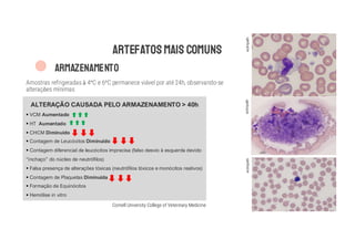 ARTEFATOSMAIS COMUNS
ARMAZENAMENTO
ALTERAÇÃO CAUSADA PELO ARMAZENAMENTO > 40h
§ VCM Aumentado
§ HT Aumentado
§ CHCM Diminuído
§ Contagem de Leucócitos Diminuído
§ Contagem diferencial de leucócitos imprecisa (falso desvio à esquerda devido
“inchaço” do núcleo de neutrófilos)
§ Falsa presença de alterações tóxicas (neutrófilos tóxicos e monócitos reativos)
§ Contagem de Plaquetas Diminuída
§ Formação de Equinócitos
§ Hemólise in vitro
Amostras refrigeradas à 4°C e 6°C permanece viável por até 24h, observando-se
alterações mínimas
eclinpath
eclinpath
eclinpath
Cornell University College of Veterinary Medicine
 