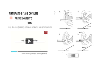 ARTEFATOSMAISCOMUNS
ARMAZENAMENTO
IDEAL
envio das amostras com esfregaço sanguíneo previamente pronto
eclinpath
Cornell University College of Veterinary Medicine
 