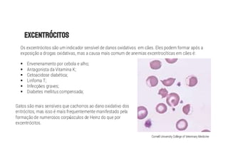 Os excentrócitos são um indicador sensível de danos oxidativos em cães. Eles podem formar após a
exposição a drogas oxidativas, mas a causa mais comum de anemias excentrocíticas em cães é:
§ Envenenamento por cebola e alho;
§ Antagonista da Vitamina K;
§ Cetoacidose diabética;
§ Linfoma T;
§ Infecç es graves;
§ Diabetes mellitus compensada;
Gatos são mais sensíveis que cachorros ao dano oxidativo dos
eritrócitos, mas isso é mais frequentemente manifestado pela
formação de numerosos corp sculos de Heinz do que por
excentrócitos.
Cornell University College of Veterinary Medicine
 