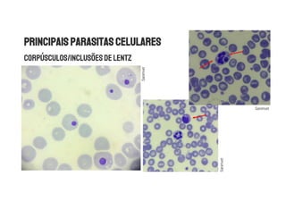 Sanimvet
Sanimvet
Sanimvet
 