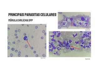 Sanimvet
Sanimvet
Sanimvet
 