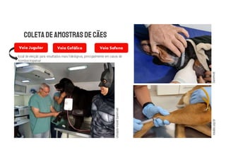 eaulas.usp.br
Sanimvet
Veia Jugular Veia Cefálica Veia Safena
local de eleição para resultados mais fidedignos, principalmente em casos de
trombocitopenia!
Unidade
móvel
Sanimvet
 