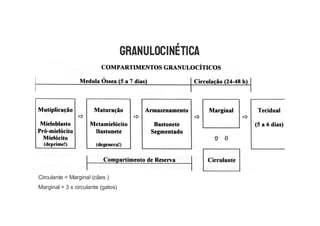 GRANULOCINÉTICA
Circulante = Marginal (cães )
Marginal = 3 x circulante (gatos)
 