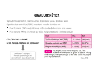 Bsava, 2012
Os neutrófilos consistem no principal tipo de célula no sangue de cães e gatos
O pool total de neutrófilos (TBNP) no sistema vascular é dividido em:
§ Pool Circulante (CNP): neutrófilos que estão circulando livremente pelo sangue.
§ Pool Marginal (MNP): neutrófilos que estão marginalizados no endotélio vascular
Leucocitose Fisiológica =
mediada pela liberação de
adrenalina em resposta ao medo
 