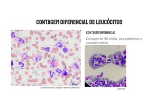 CONTAGEMDIFERENCIAL
Contagem de 100 células para estabelecer a
contagem relativa
Sanimvet
Cornell University College of Veterinary Medicine
 