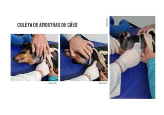 Sanimvet Sanimvet
Sanimvet
 