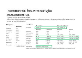 Estresse durante a coleta de sangue
Felino encaminhado para realização de exames pré-operatório para limpeza de tártaro. Primeira coleta de
sangue ao qual foi submetido.
 
