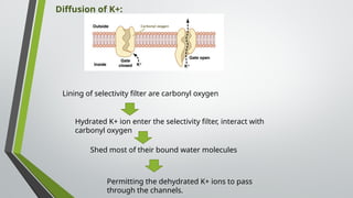 Lining of selectivity filter are carbonyl oxygen
Hydrated K+ ion enter the selectivity filter, interact with
carbonyl oxygen
Shed most of their bound water molecules
Permitting the dehydrated K+ ions to pass
through the channels.
Diffusion of K+:
 