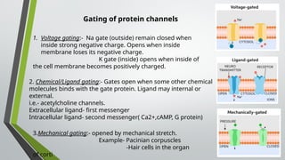 Gating of protein channels
1. Voltage gating:- Na gate (outside) remain closed when
inside strong negative charge. Opens when inside
membrane loses its negative charge.
K gate (inside) opens when inside of
the cell membrane becomes positively charged.
2. Chemical/Ligand gating:- Gates open when some other chemical
molecules binds with the gate protein. Ligand may internal or
external.
i.e.- acetylcholine channels.
Extracellular ligand- first messenger
Intracellular ligand- second messenger( Ca2+,cAMP, G protein)
3.Mechanical gating:- opened by mechanical stretch.
Example- Pacinian corpuscles
-Hair cells in the organ
of corti
 