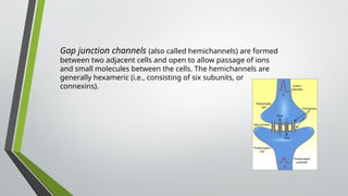 Gap junction channels (also called hemichannels) are formed
between two adjacent cells and open to allow passage of ions
and small molecules between the cells. The hemichannels are
generally hexameric (i.e., consisting of six subunits, or
connexins).
 