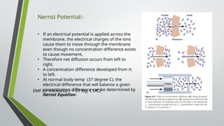 Nernst Potential:-
• If an electrical potential is applied across the
membrane, the electrical charges of the ions
cause them to move through the membrane
even though no concentration difference exists
to cause movement.
• Therefore net diffusion occurs from left to
right.
• A concentration difference developed from rt
to left.
• At normal body temp (37 degree C), the
electrical difference that will balance a given
concentration difference can be determined by
Nernst Equation-
EMF (in millivolts) = + 61 log C1/C2
_
 